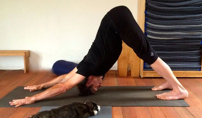 Lợi ích của tư thế chó úp mặt trong yoga và cách tập đúng 2