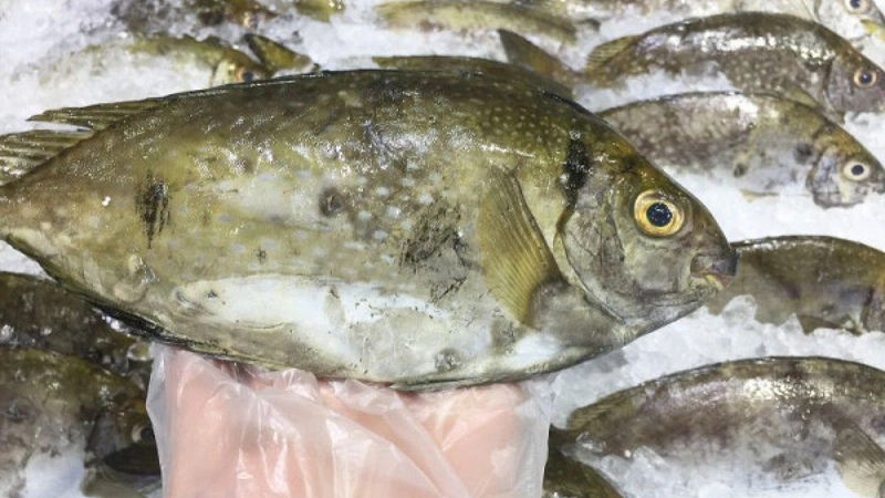 Lợi ích sức khỏe của cá kình là gì? Bầu ăn cá kình được không? 1