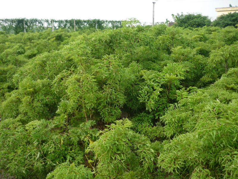 Lời khuyên cho mẹ bị tắc tia sữa