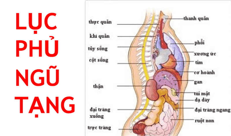 Lục phủ ngũ tạng là gì? Cần làm gì để lục tủ ngũ tạng được khỏe mạnh? 1