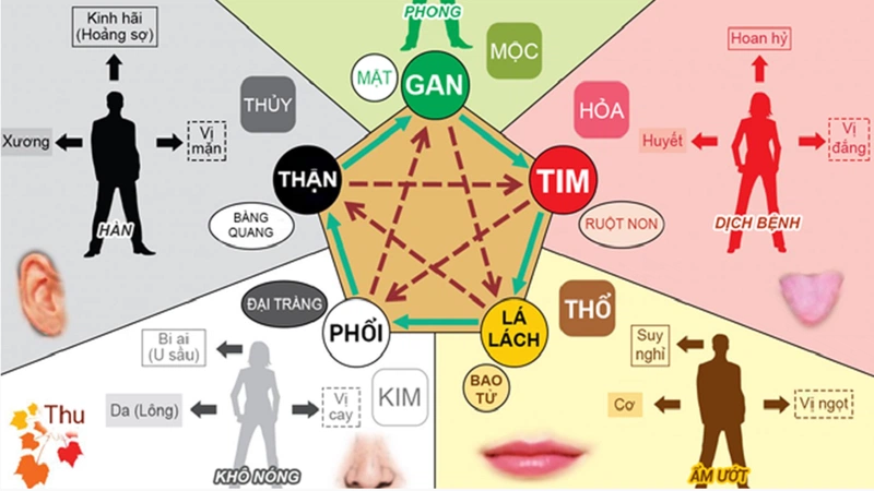 Lục phủ ngũ tạng có một mối quan hệ thân thiết với nhau