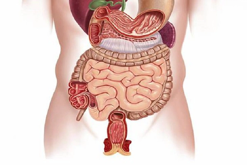 Các cơ quan trong cơ thể con người được chia thành lục phủ và ngũ tạng