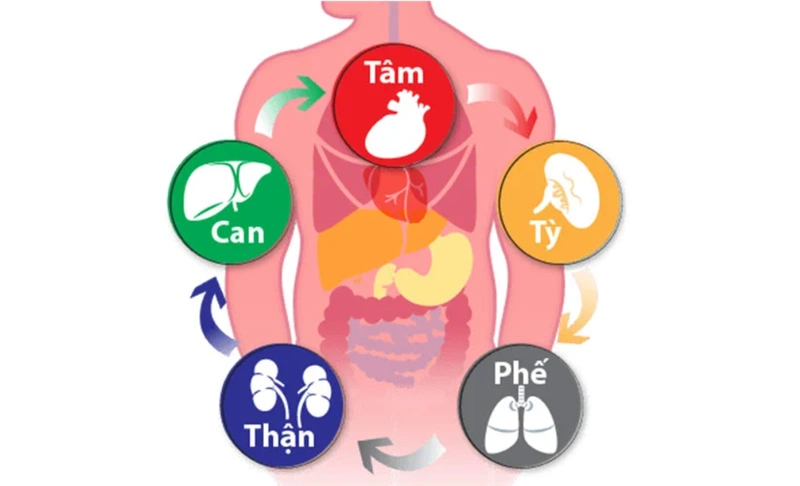 Các chức chứa đựng, co bóp, chuyển hóa sẽ thuộc nhóm Tạng