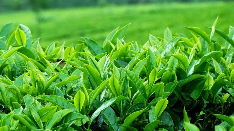 Lá chè xanh có tác dụng sát khuẩn, chống viêm và làm sạch vùng kín