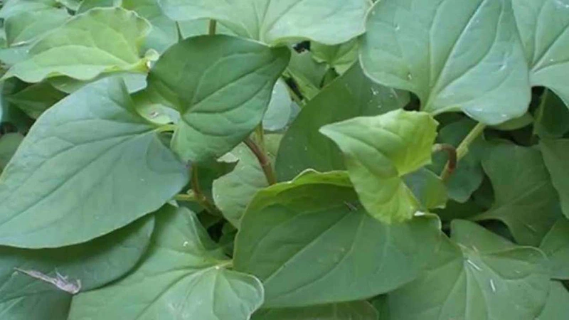 Mách bạn những cách chữa đau mắt hàn nhanh nhất tại nhà 2