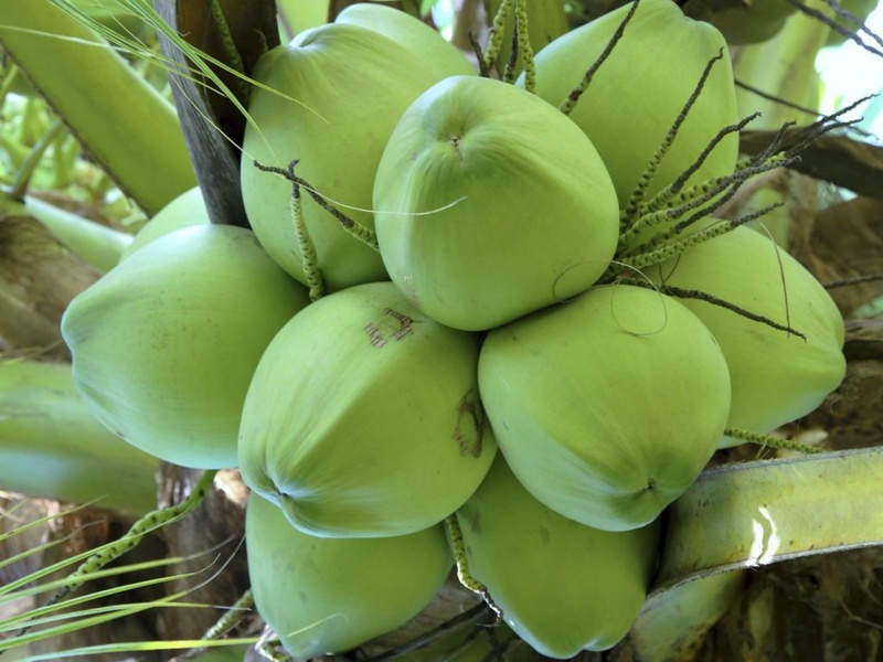 mâm ngũ quả ngày tết 6