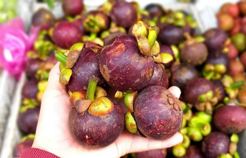 măng cụt có ăn được hạt không 2