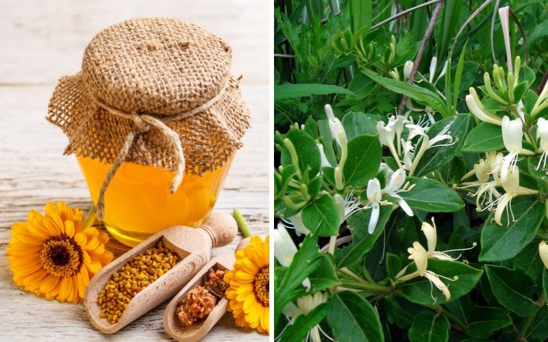 Hướng dẫn cách chữa bệnh trĩ bằng mật ong 3