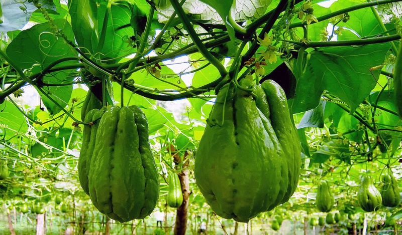 Mẹ bỉm sau sinh ăn su su được không? Mách mẹ cách nấu món ăn ngon từ su su 1