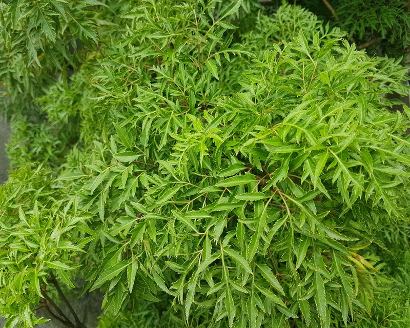 Mẹ nên ăn gì để sữa mẹ đặc, thơm và giàu dinh dưỡng 3