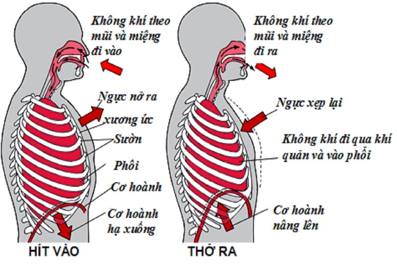 Một số bài tập thở cho người bị hen suyễn đơn giản và hiệu quả nên thử và luyện tập 1