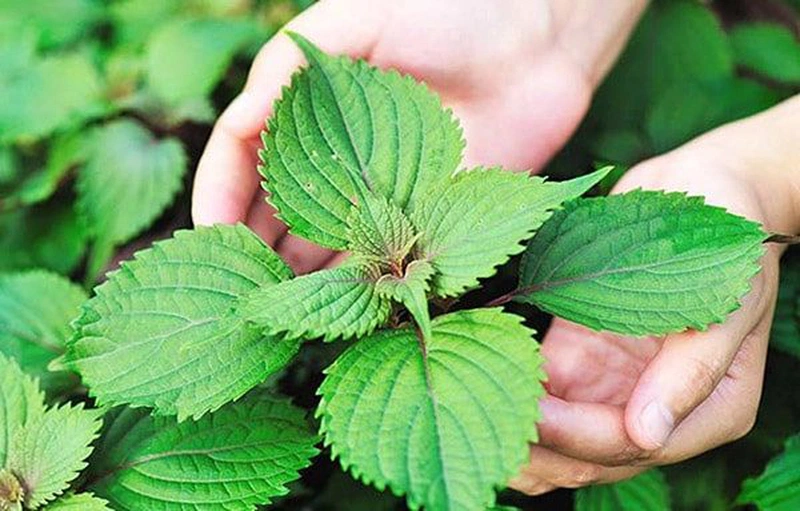 Một số cách làm trắng da mặt bằng lá tía tô 