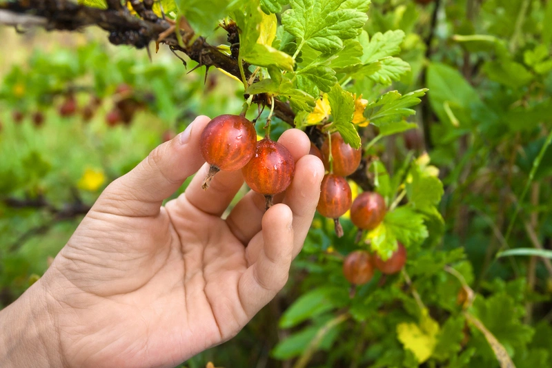 Muốn làm đẹp da mùa đông nhất định phải ăn 9 loại trái cây này 1