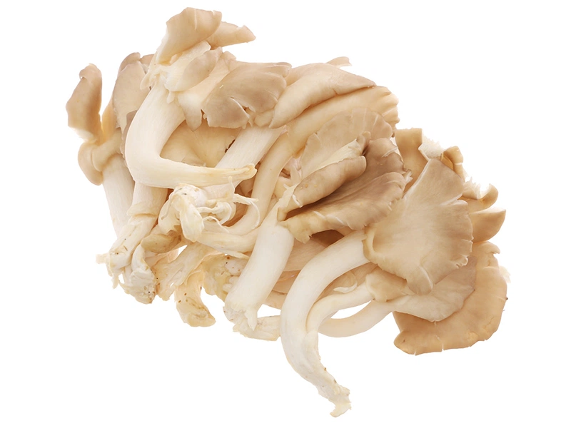 Nấm bào ngư thuộc nấm họ Pleurotus