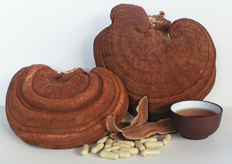 tac-dung-cua-nam-linh-chi-rung-doi-voi-suc-khoe-con-nguoi-2