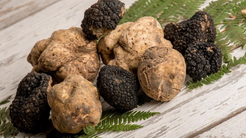 Nấm truffle là gì? Vì sao nấm truffle lại đắt đỏ?-1