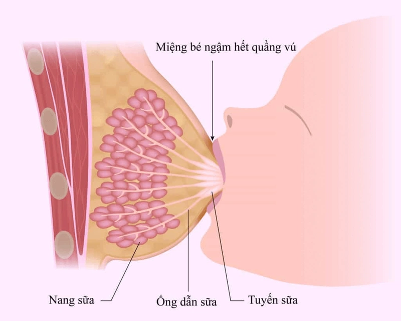 Tư thế bú đúng chuẩn