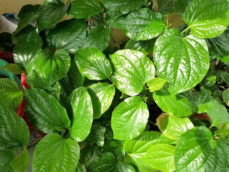 Nên ăn gì để nhiều sữa mà không tăng cân? Lợi ích của sữa mẹ đối với em bé 4