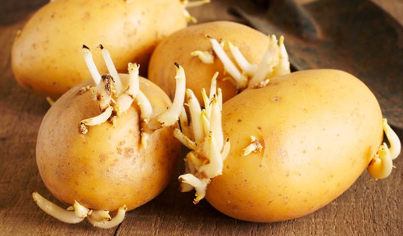 Ngộ độc khoai tây nguy hiểm như thế nào? Lưu ý cách ăn khoai tây đảm bảo sức khoẻ 1