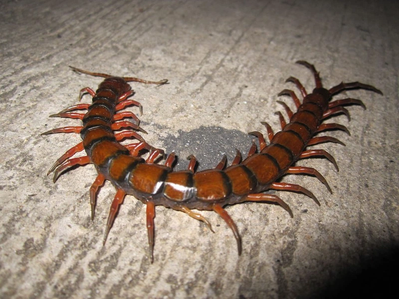 ngộ độc rượu rết 1