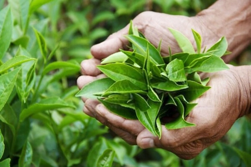 Người bị viêm lợi nên ăn gì và kiêng ăn gì 2