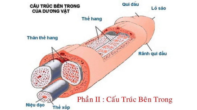 Nguyên nhân và cách xử lý khi gãy dương vật 1