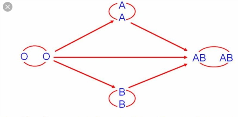 Nguyên tắc truyền máu cơ bản là gì? Các phản ứng truyền máu nguy hiểm như thế nào? 2