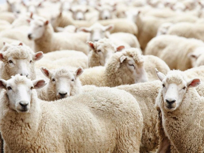 Nhau thai cừu là thành phần chứa nhiều dưỡng chất quý giá