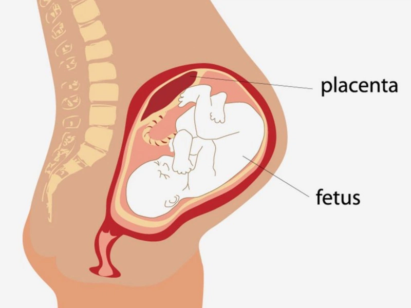 Nhau thai là gì? Những vấn đề về nhau thai mẹ bầu cần phải biết là gì? 1