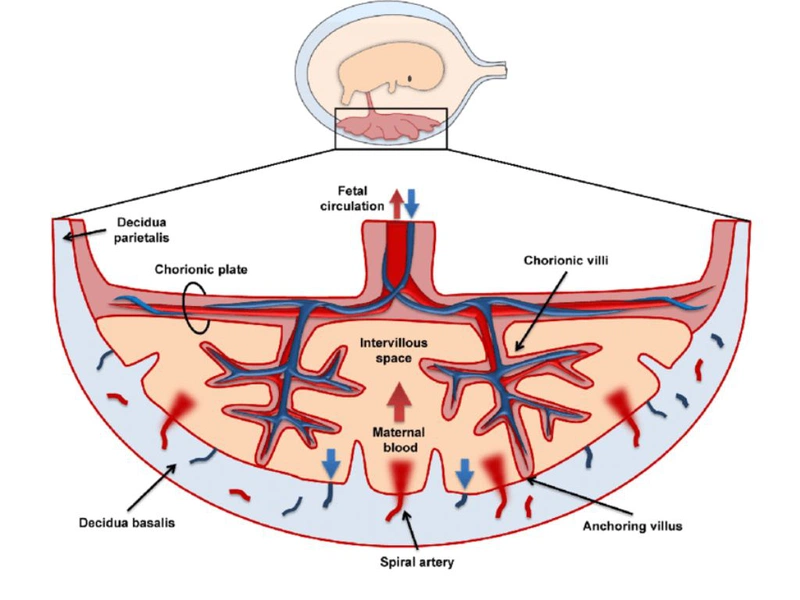 Nhau thai là gì? Những vấn đề về nhau thai mẹ bầu cần phải biết là gì? 2