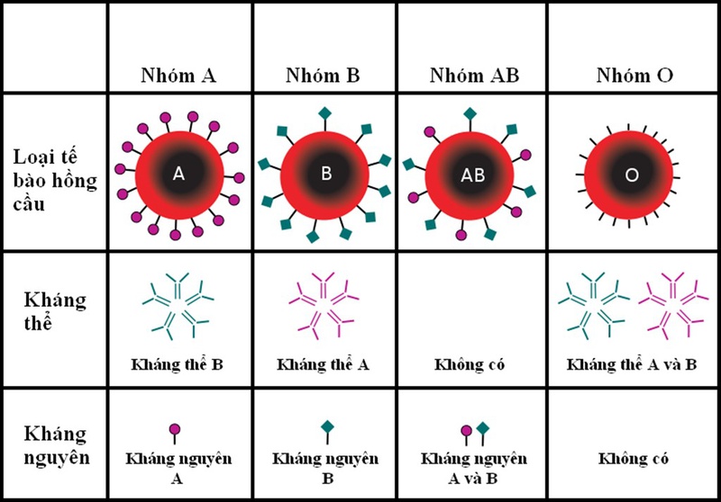 nhóm máu o có kháng thể gì 2