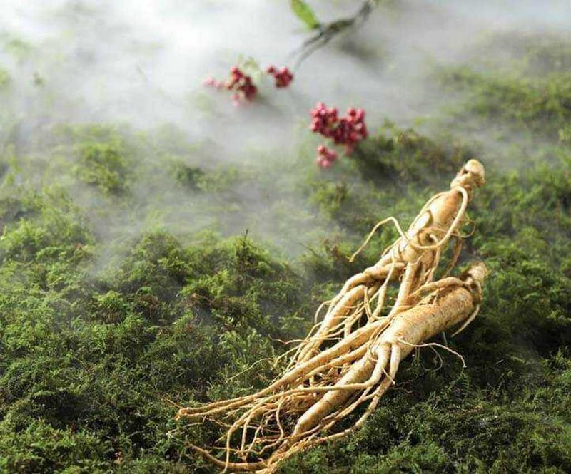Những bài thuốc quý trong dân gian - Bạn đã biết chưa? 1