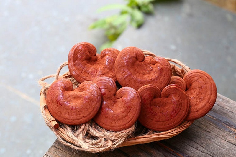 Những bài thuốc quý trong dân gian - Bạn đã biết chưa? 5