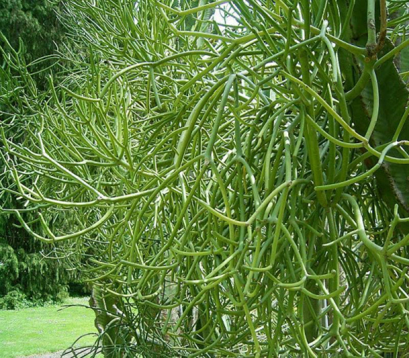Mách bạn những cây thuốc chữa bệnh viêm xoang 2