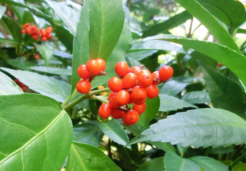 Những cây thuốc nam chữa bệnh gút vô cùng hiệu quả