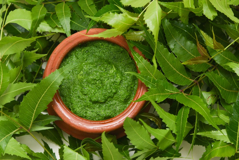 Những cây thuốc trị tiểu đường bạn cần tham khảo ngay 3