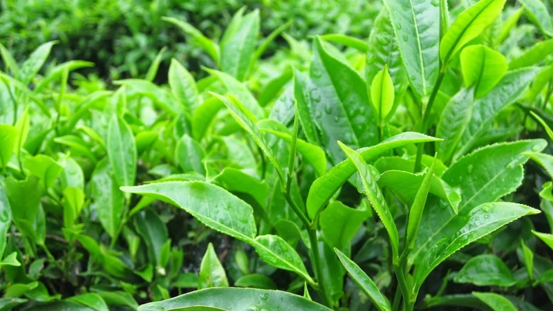Chữa viêm da cơ địa hiệu quả tại nhà 1