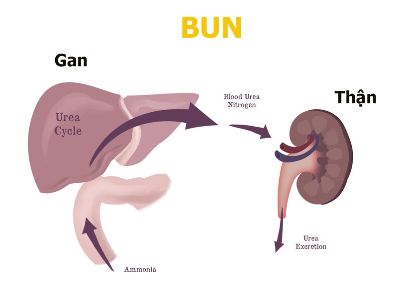 Những điều cần biết về chỉ số ure và creatinin 3