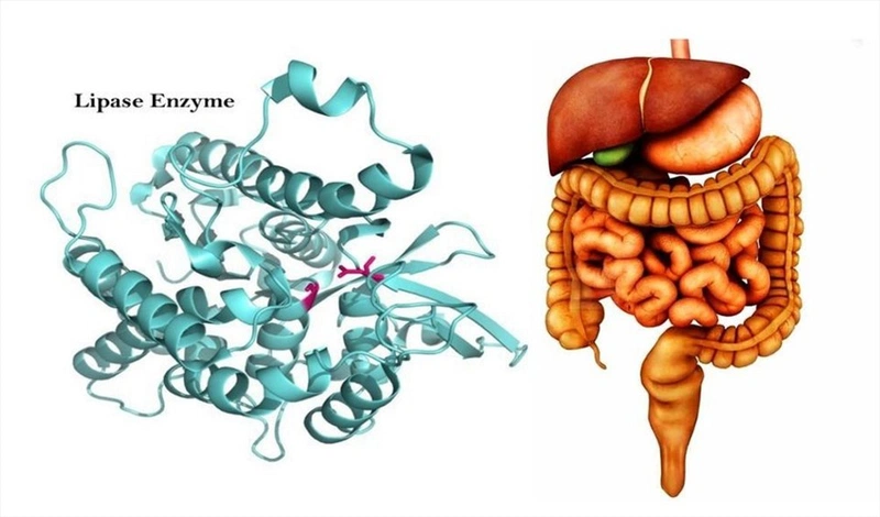 Những điều cần biết về enzyme trong thực phẩm 2