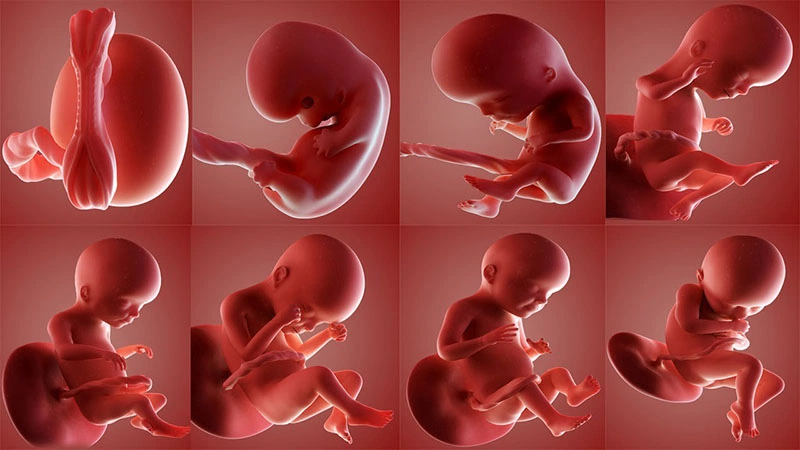 Những dưỡng chất mẹ bầu không thể thiếu 2