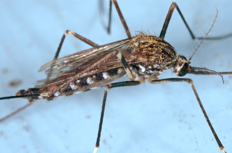 Những hình ảnh virus viêm não Nhật Bản 2