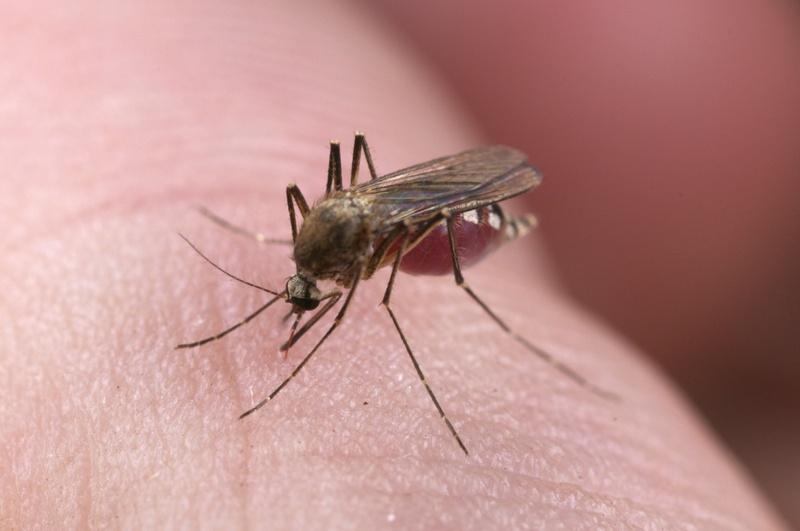 Những khả năng gây bệnh của virus viêm não Nhật Bản 2