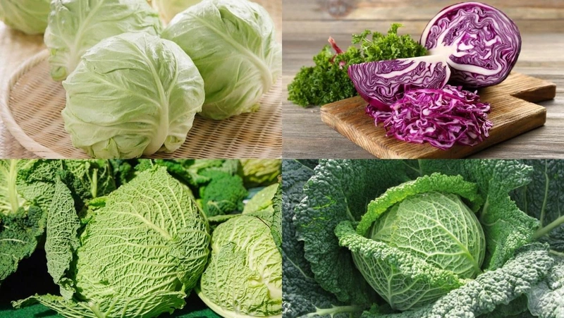 Bắp cải là thực phẩm chứa nhiều dinh dưỡng