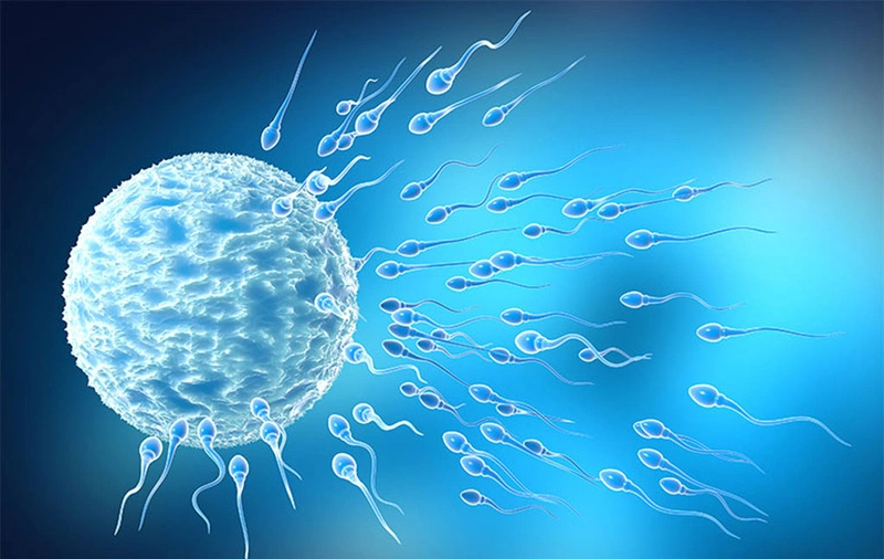 Tinh trùng là tế bào sinh sản của nam giới