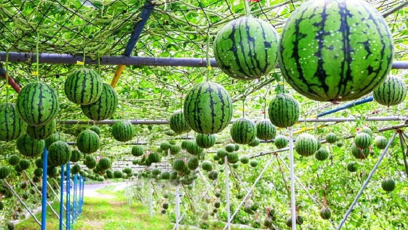 Những thông tin cần biết về chứng đau nửa đầu bên phải và nhức mắt3