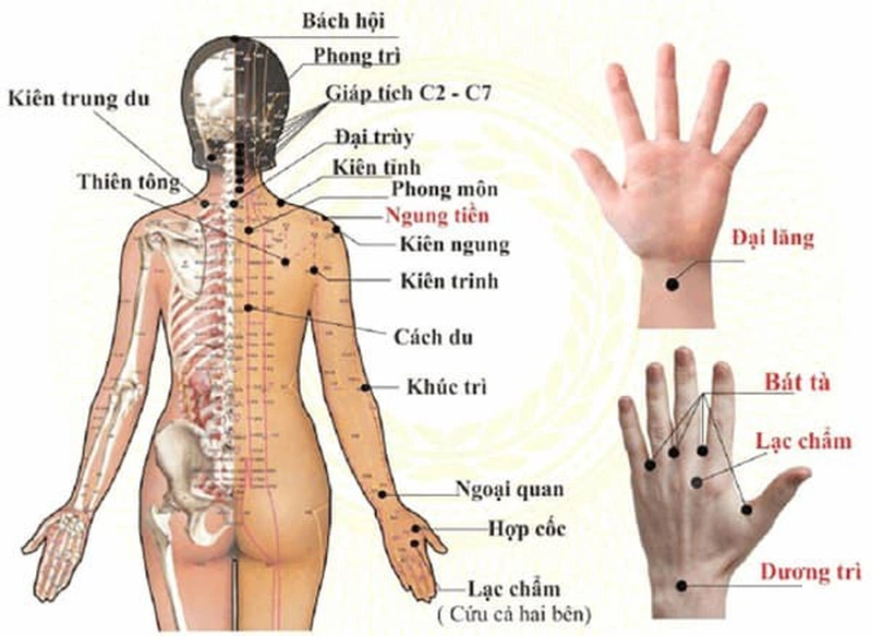 Tử huyệt ở vùng vưng, eo gồm phế du, tâm du, thận du