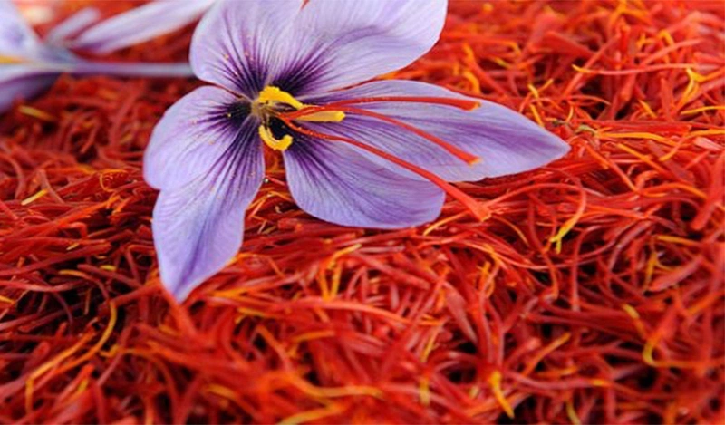 Nhụy hoa nghệ tây ở Iran có nhiều công dụng tốt cho sức khỏe, trong đó có việc điều trị các bệnh ngoài da