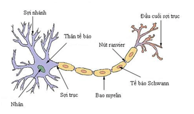 nhiệm vụ gửi và nhận tín hiệu từ não của bạn 2