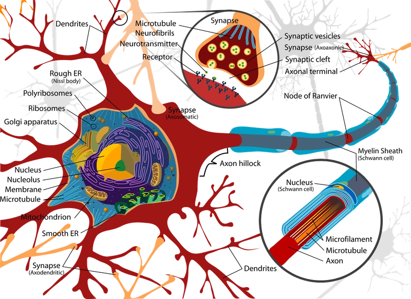 Nơ ron thần kinh: Định nghĩa, các bộ phận, chức năng, phân loại 3