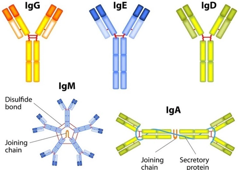Pentaglobin là thuốc gì? Những lưu ý khi sử dụng thuốc Pentaglobin 1